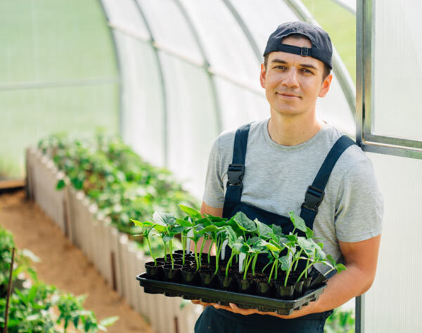wa skills seedlings